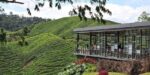 boh-tea-plantation-cameron-highlands-cover kuala lumpur to cameron day tour - the boh tea plantation viewing deck