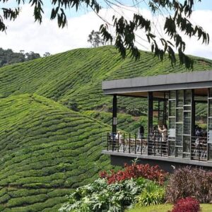 kuala lumpur to cameron day tour - the boh tea plantation viewing deck