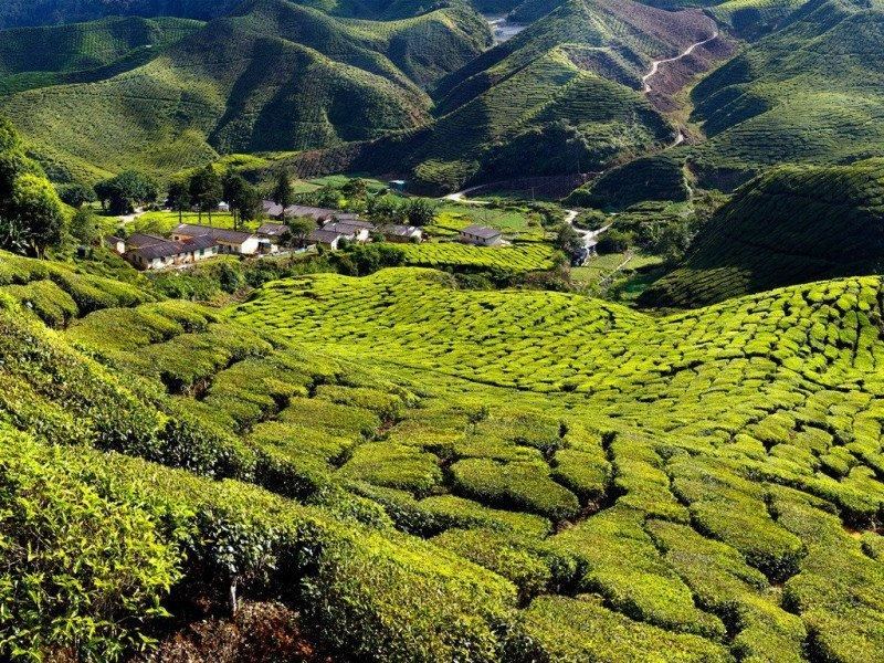 another tea plantation you'll visit during your tour of cameron