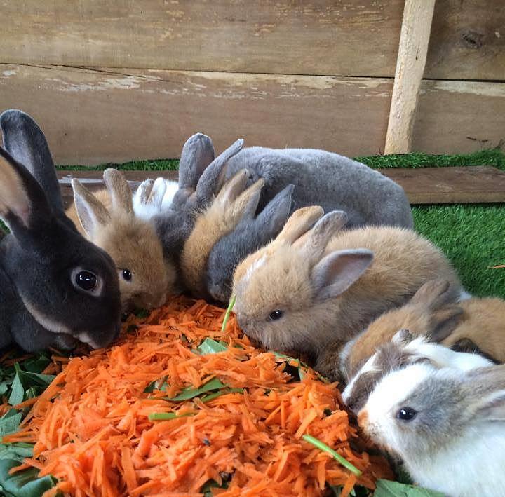 you may feed rabbits in the farm in the city