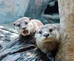 farm-in-the-city-ticket-price-to-see-otters farm in the city's otters - you can see them with a discount ticket from jomjalan