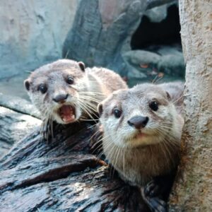 farm in the city's otters - you can see them with a discount ticket from jomjalan