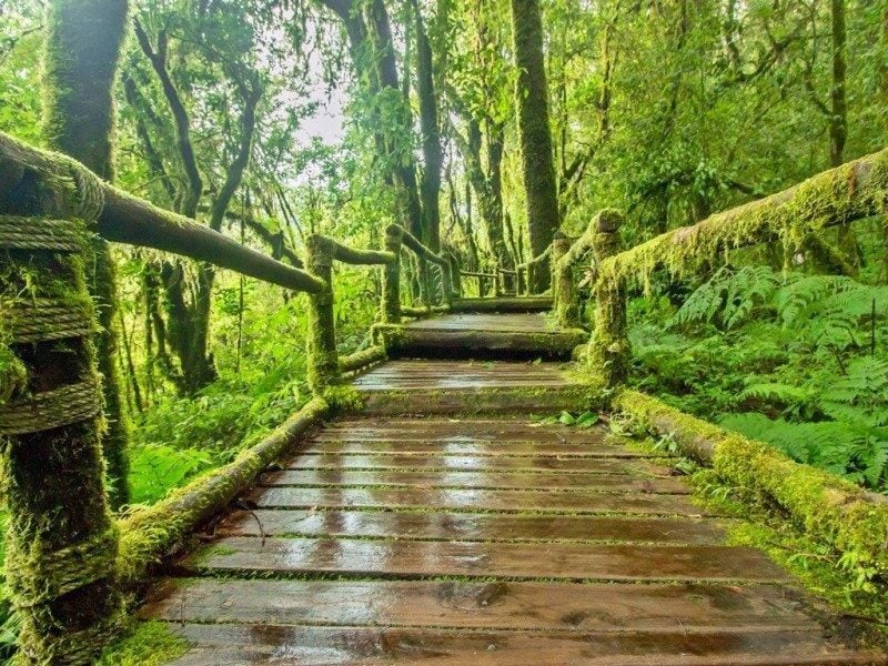 the tour up the mossy forest area is via jeep and you'll walk on wooden platform