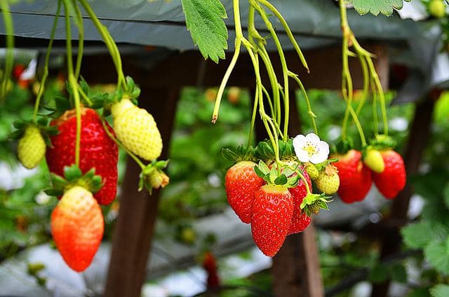 strawberries in strawberry farm - one of the places you'll visit in your 3d2n tour of the cameron highlands