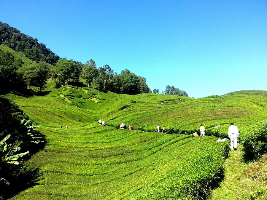 cameron highlands tea plantation - what you'll see in your 3d2n cameron tour from kuala lumpur