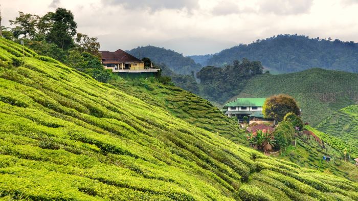 tea plantation scenery you can see in your 3d2n tour of cameron highlands from kl