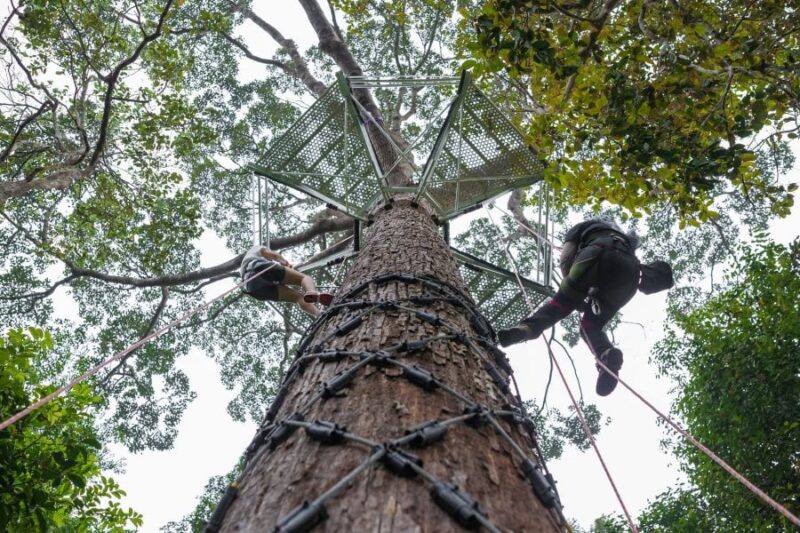 tree abseiling is one of the activities you can do in the penang hill's the habitat nature reserve