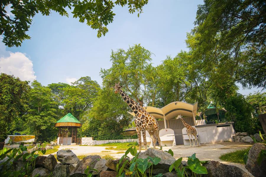giraffes at the zoo negara