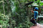 Flight-of-the-Gibbon-Zipline-Experience the tropical jungle that you'll enjoy with flight of the gibbon