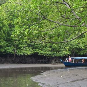 with the kubang badak mangrove cruise you'll go on a boating trip into the langkawi island mangrove