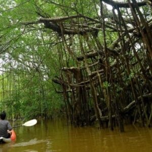 langkawi kubang badak kayaking tour