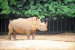 the melaka zoo also has a rhino in the savannah area