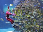 sea aquarium scuba diving during christmas