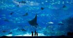 the sea aquarium ticket lets you see marine lives like the giant stingrays