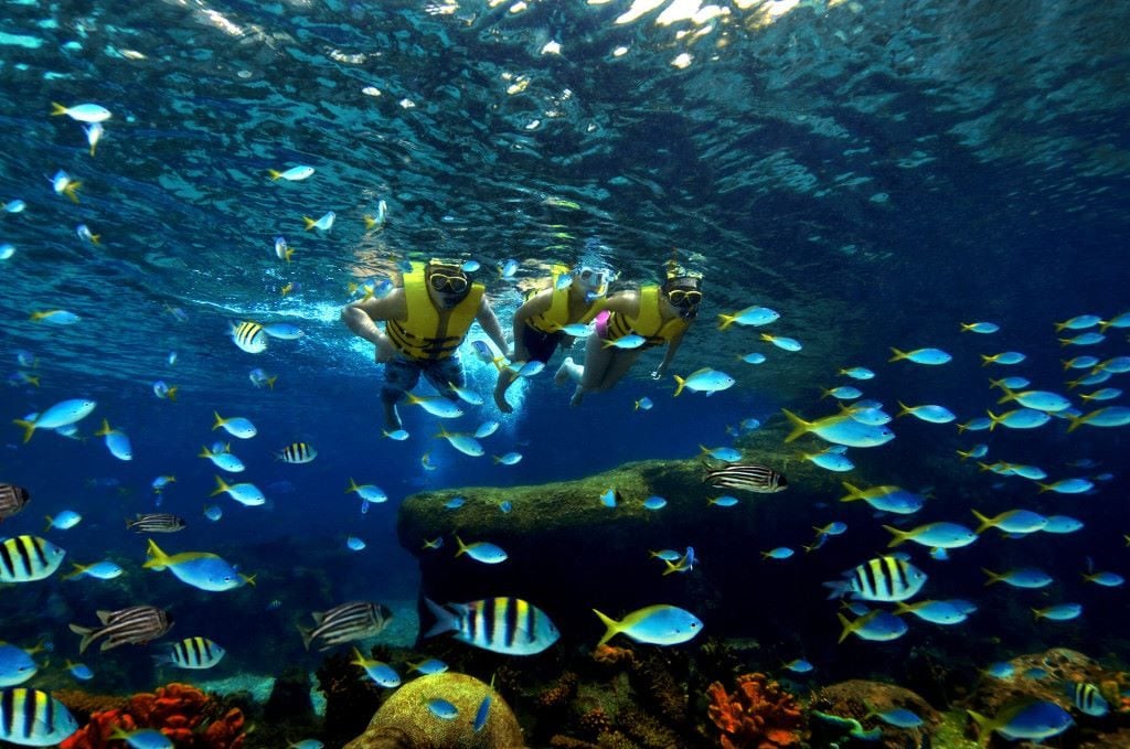 these are the snorkeling trip you can do within the adventure cove water park singapore