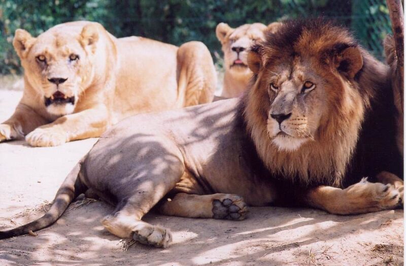 the african lions are the one of the highlights of the a famosa safari melacca