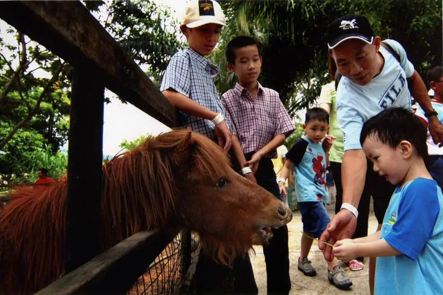 the a famosa safari tickets let you access the petting zoo with ponies, rabbits and more