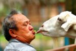 a famosa resort safari and petting zoo ticket lets you feed animals like the goat here