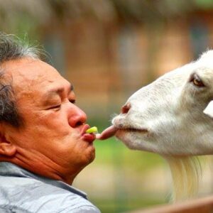 a famosa resort safari and petting zoo ticket lets you feed animals like the goat here