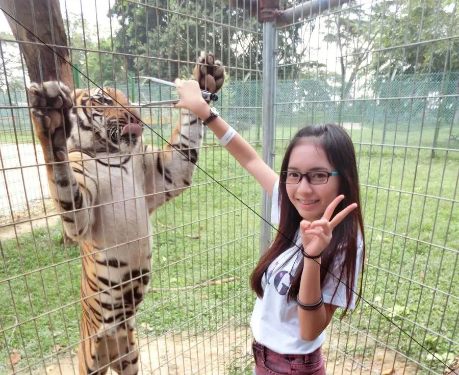 get close to tigers or the cubs with your a famosa safari ticket in melaka