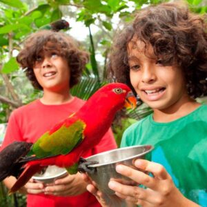 you can feed the birds with your bali bird park tickets