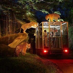 surrounded by tiger in the bali safari and marine park