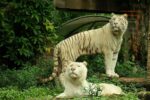 bali-safari-white-tigers the white tigers are some of the animals you can see with your bali safari ticket