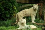 the white tigers are some of the animals you can see with your bali safari ticket