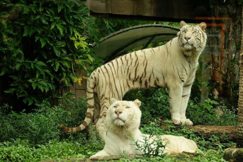 bali-safari-white-tigers the white tigers are some of the animals you can see with your bali safari ticket