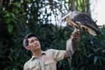 bali-zoo-animal-show bird show in the bali zoo