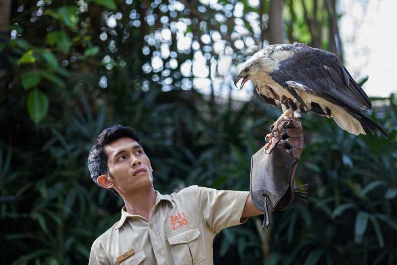 bird show in the bali zoo