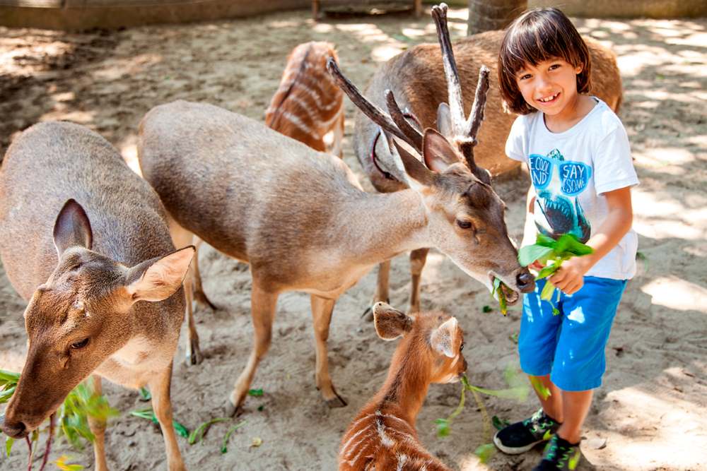 feeding deers is possible in the petting zoo at the bali park