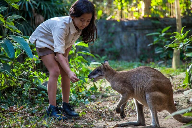 wallabies in the bali zoo indonesia