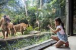 bali-zoo-lookingat-lions you can get as close to the tigers and other wildlives in the bali zoo indonesia