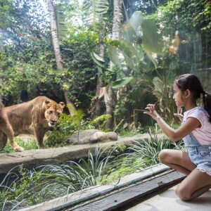 you can get as close to the tigers and other wildlives in the bali zoo indonesia