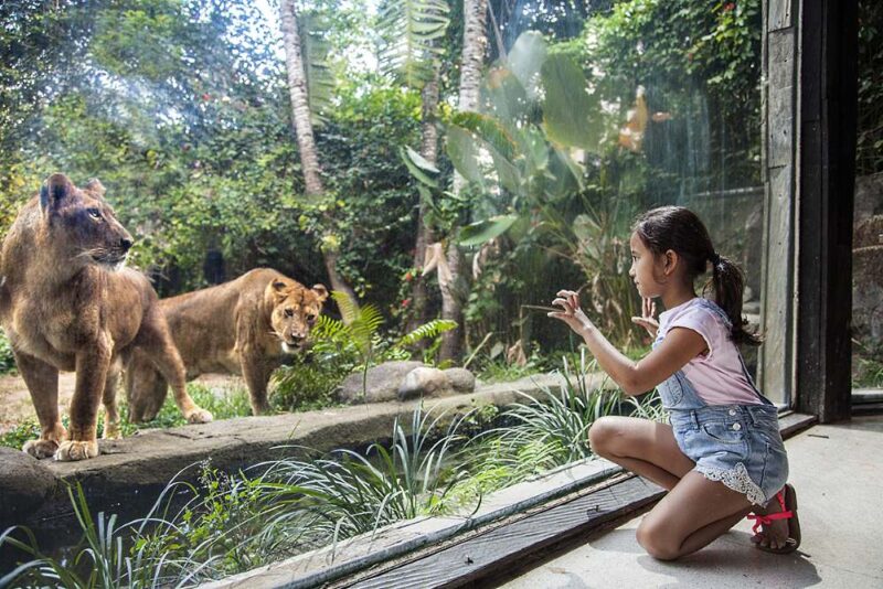 you can get as close to the tigers and other wildlives in the bali zoo indonesia