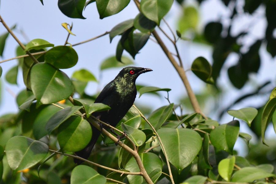 the langkawi bird tour lets you tick off the list of birds like this one from your to see list