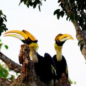 langkawi bird watching tour let you see tropical birds like this pair of enggang