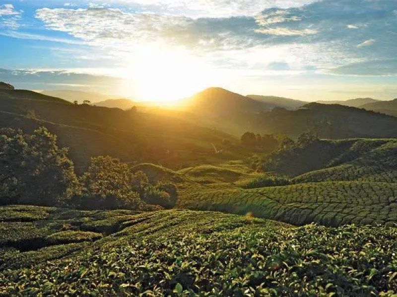 you'll start your journey early in the morning during the mossy forest trip from your cameron highlands hotel