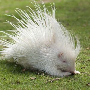 one of the animal that you may see in the chiang mai night safari is this white hedgehog