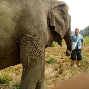 with the elephant care mountain sanctuary you can get up close to the giant in chiang mai