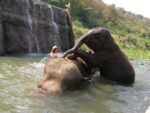 elephant-care-mountain-sanctuary-chiang-mai4 bathing with the elephant is one of the highlights at this chiang mai elephant sacntuary