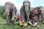 elephant-sanctuary-chiang-mai-thailand the elephant jungle sanctuary chiang mai lets you care for their elephant for a day