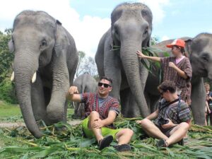 the elephant jungle sanctuary chiang mai lets you care for their elephant for a day