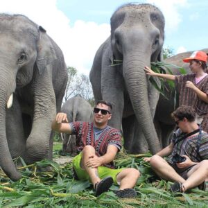 the elephant jungle sanctuary chiang mai lets you care for their elephant for a day