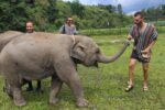 elephant-sanctuary-chiang-mai-thailand3 the elephant family at the mountain sanctuary will keep you entertained and instill awareness about their plight
