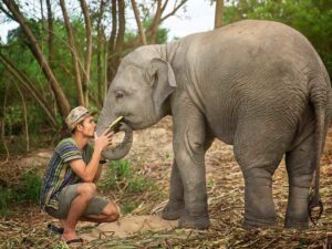 with th elephant jungle sanctuary tour in pattaya you can get up close to rehabilitated elephant in thailand