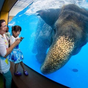 one of the highlights at the pattaya open zoo is seeing the elephant bathing