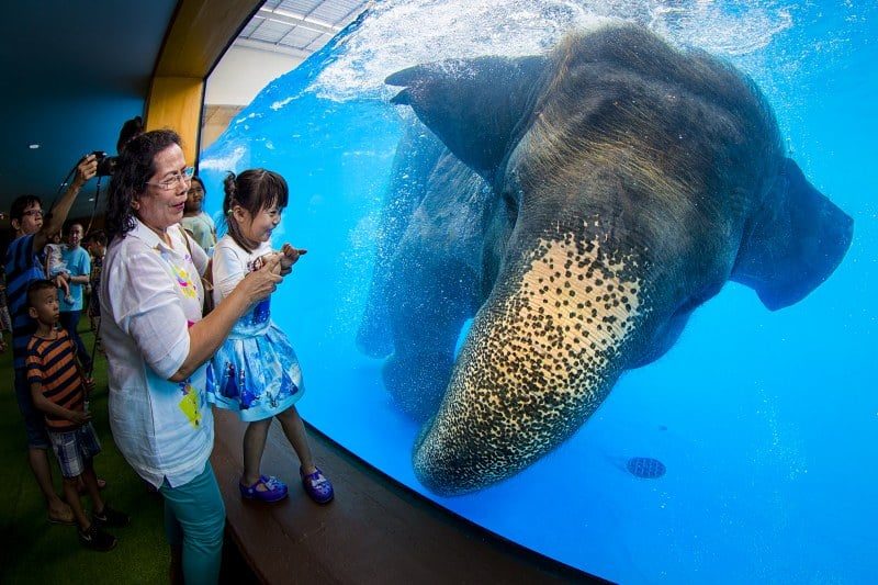 one of the highlights at the pattaya open zoo is seeing the elephant bathing