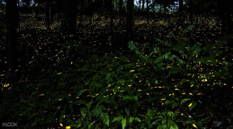 the fireflies sighting is a bonus during this sabah trip